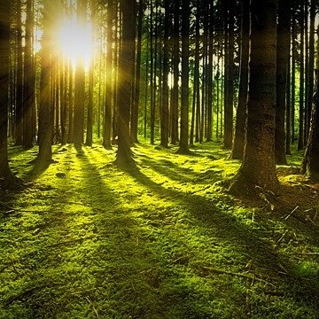 Prednosti lesa za človeka in okolje